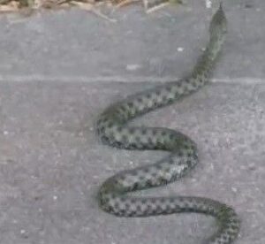 caddede yilan panigi yaklasik 1 metre uzulugunda xXYHJJCd