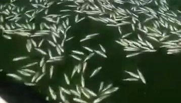 kahramanmarasta balik olumleri MzYpwVI1