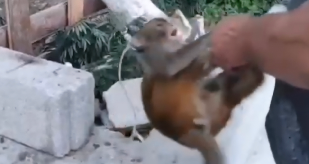 maymunu dovup sosyal medyada paylasti hakkinda islem baslatildi QZjwVMrX