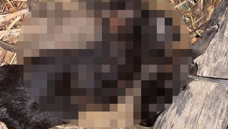 tokatta vahset uc yavru kopek bogulmus halde bulundu PK78WwrY