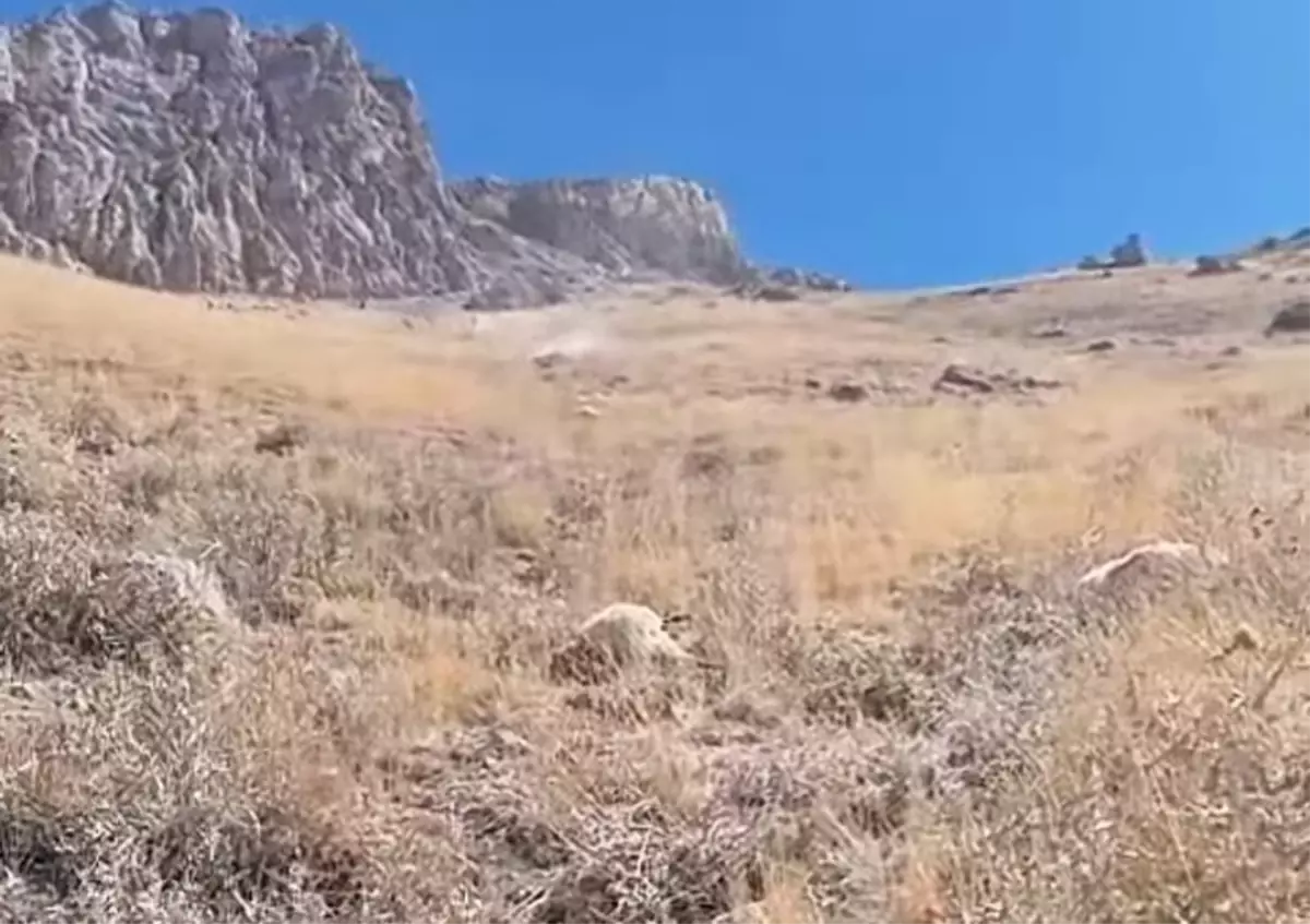 kurt saldirisi 70 koyun oldu 2k8Jnuej