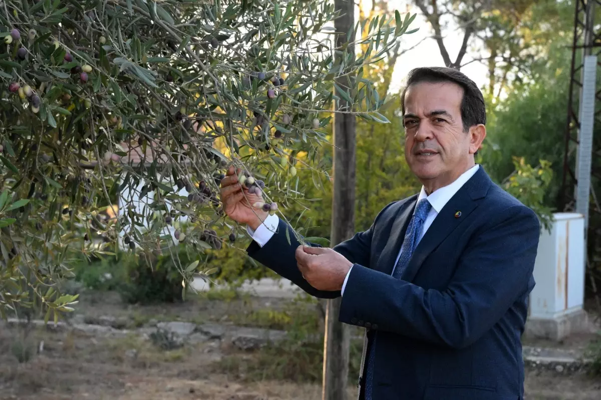 zeytinparkta asirlik zeytin agaclarindan 70 kilogram zeytin bekleniyor wht3Thtf