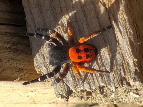 Akdeniz ve Orta Asya’nın nadir türü Elazığ’da görüntülendi