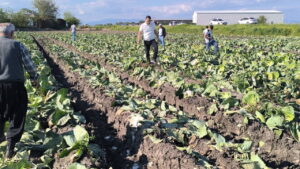 kadirlide-lahana-ureticisi-tarlasini-terk-etti-zarar-etmis-ki-birakip-gitmis-CeOw1u5s