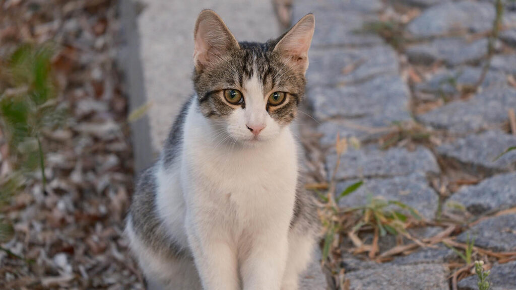 pirincten-kedi-diskisi-cikti-7GlkjacL