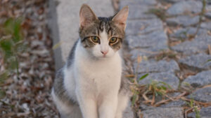 pirincten-kedi-diskisi-cikti-7GlkjacL