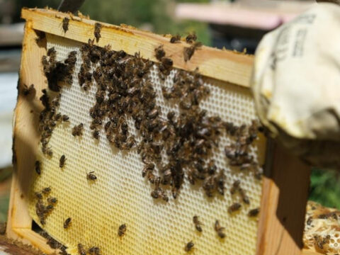 Erzincanda asiri sicak alarmi ari yetistiricilerine hayati onlem cagrisi FPHGX4bd
