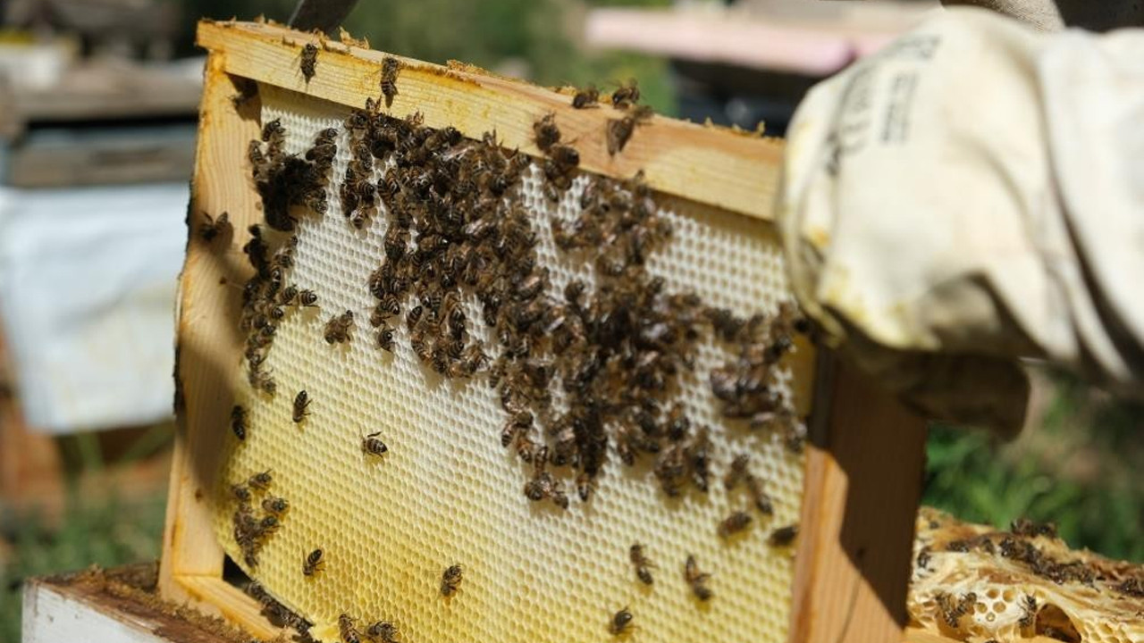 Erzincanda asiri sicak alarmi ari yetistiricilerine hayati onlem cagrisi FPHGX4bd