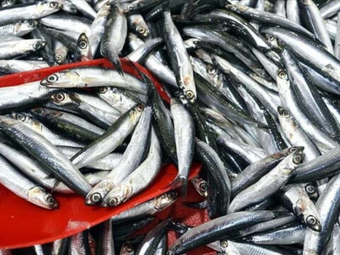 Turk hamsisine avrupadan buyuk ilgi ihracat 9 milyon dolara yaklasti HPl3cAEx